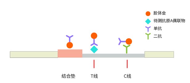競(jìng)爭(zhēng)法膠體金檢測(cè)平臺(tái)