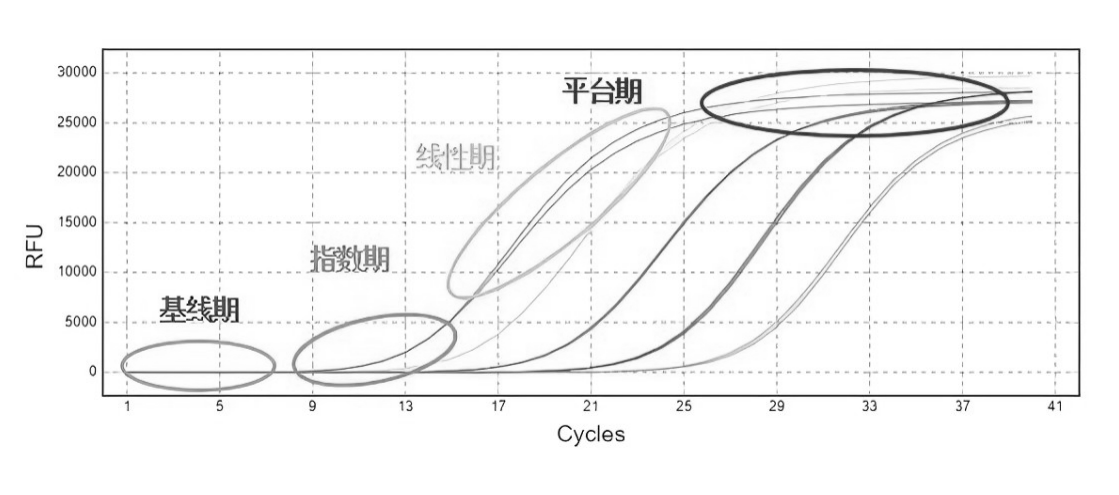 qPCR擴(kuò)增曲線(xiàn)